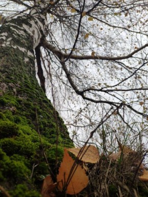 ��������� ������������ 14 ������ � ��� �� 2 �������� ����� ����� �� 17 �������� ����� ����, ������� �����, ��������� �����