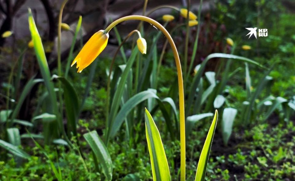 13 ������ � ������������� ���� ��������� ��������