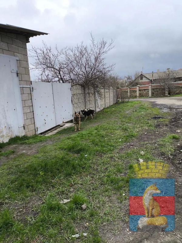 В Лисичанске продолжаются мероприятия по обращению с животными без владельцев В Лисичанске продолжаются мероприятия по обращению с животными без владельцев