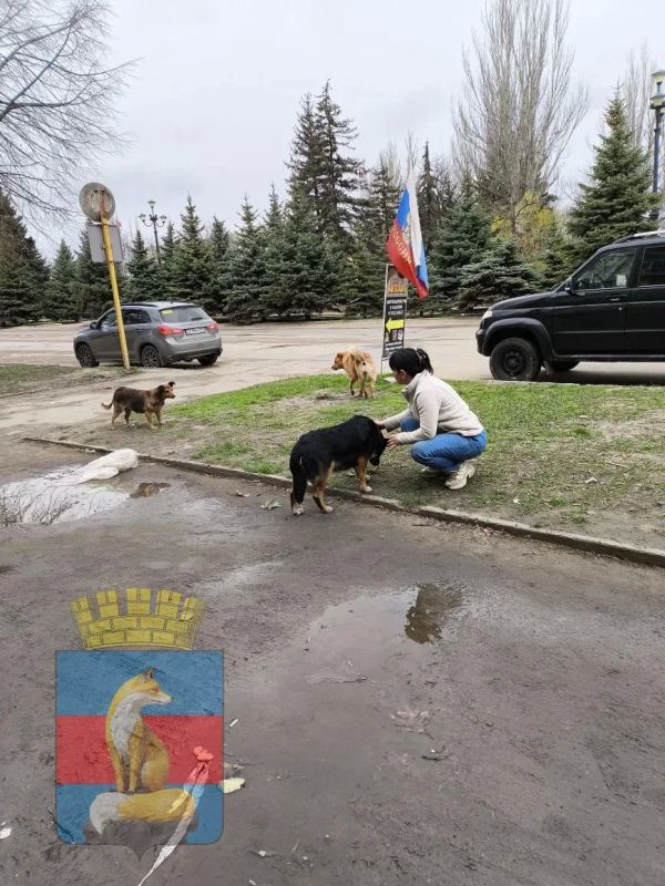 В Лисичанске продолжаются мероприятия по обращению с животными без владельцев В Лисичанске продолжаются мероприятия по обращению с животными без владельцев