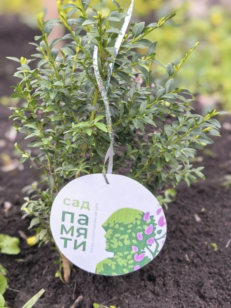 Детский сад "Ромашка" пгт Чернухино подключился к международной акции «Сад памяти», целью которой стала высадка деревьев в память о погибших в годы Великой Отечественной войны Детский сад "Ромашка" пгт Чернухино подключился к международной акции «Сад памяти», целью которой стала высадка деревьев в память о погибших в годы Великой Отечественной войны