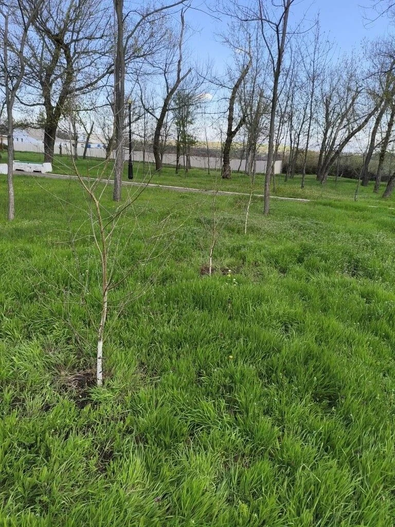 В селе Орехово состоялась акция «Сад Памяти» В селе Орехово состоялась акция «Сад Памяти»
