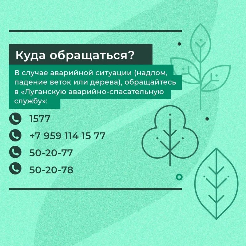 Что делать, если во дворе есть опасные деревья? Что делать, если во дворе есть опасные деревья?