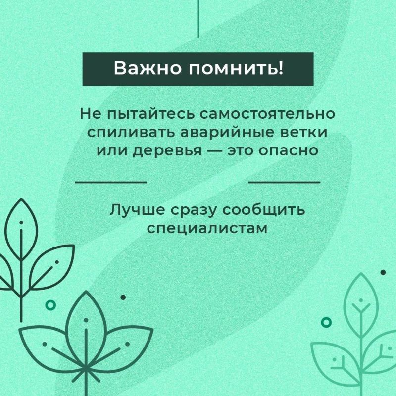 Что делать, если во дворе есть опасные деревья? Что делать, если во дворе есть опасные деревья?