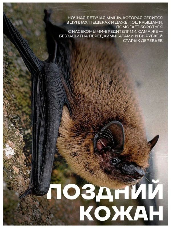 В ЛНР появится уникальная экспозиция под открытым небом - редкие животные и растения «оживут» с помощью QR-кодов В ЛНР появится уникальная экспозиция под открытым небом - редкие животные и растения «оживут» с помощью QR-кодов