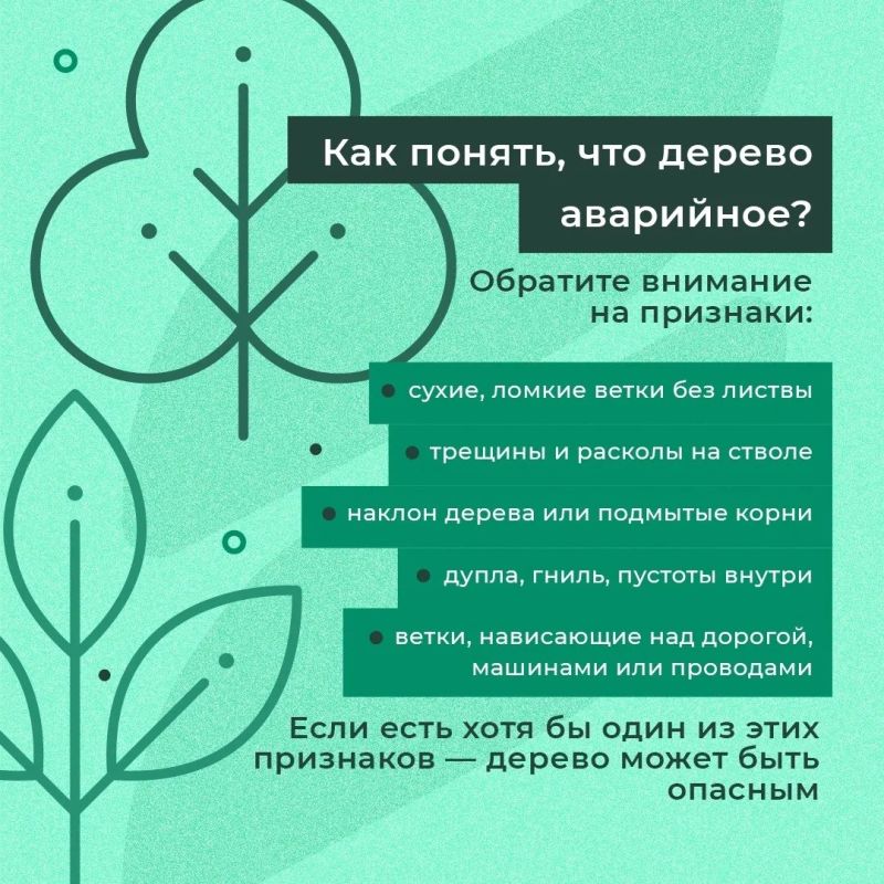 Что делать, если во дворе есть опасные деревья? Что делать, если во дворе есть опасные деревья?