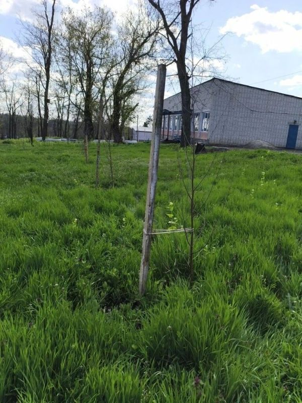 В селе Орехово состоялась акция «Сад Памяти» В селе Орехово состоялась акция «Сад Памяти»