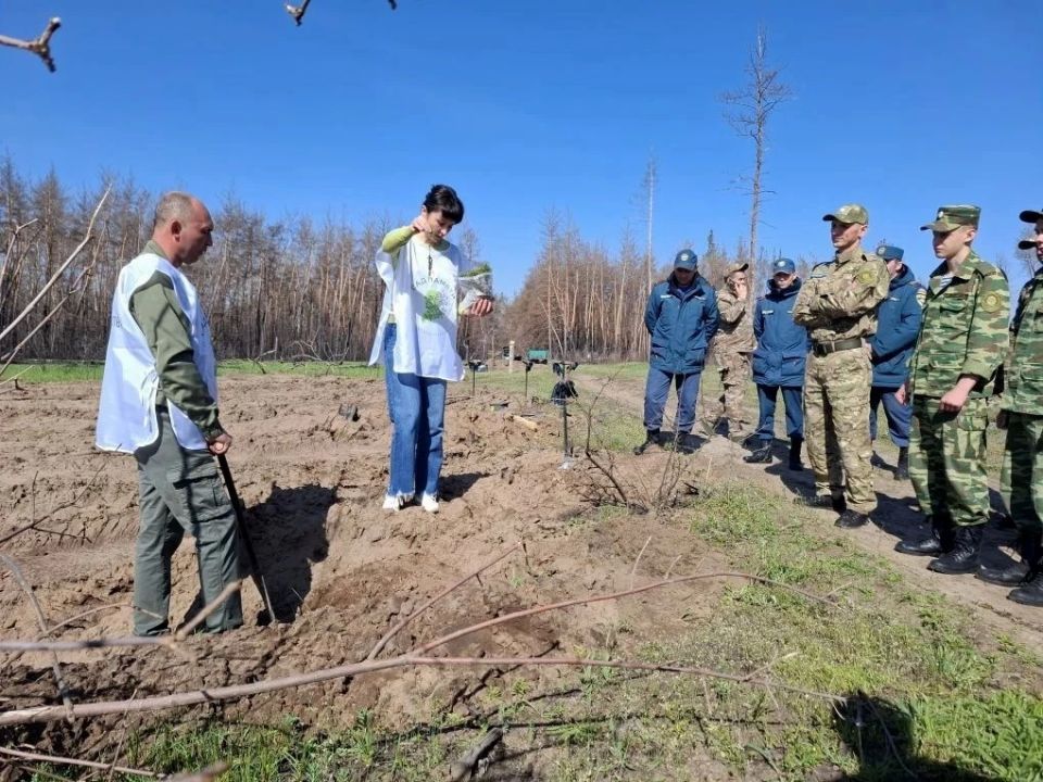 В Старобельске в память о героях Великой Отечественной войны и Специальной военной операции высадили «Сад памяти» из 2,9 тысяч сеянцев сосны обыкновенной В Старобельске в память о героях Великой Отечественной войны и Специальной военной операции высадили «Сад памяти» из 2,9 тысяч сеянцев сосны обыкновенной