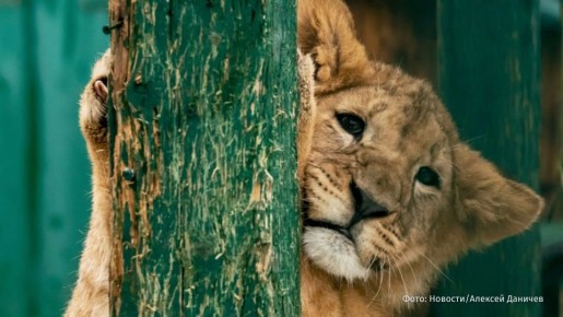 �������� �������� �� ����: ������� �������� ���������� ������� � ����� � �����, �������� Gulf News