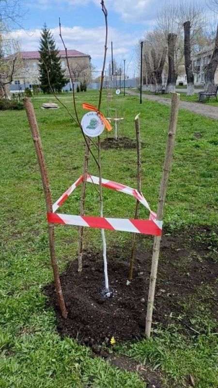 Дубовский активно участвует в Международной акции «Сад Памяти» Дубовский активно участвует в Международной акции «Сад Памяти»