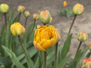 � ������ �����, ������ ����������� �������������� ������!