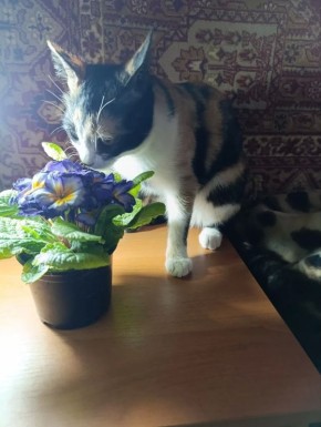 20 ������ �� ���������� ��������� �������� ���������� �������������� ���������� ����������