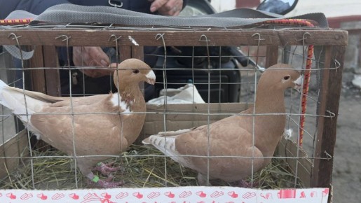 ������, ������������, ���������������!