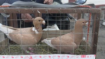 ������, ������������, ���������������!