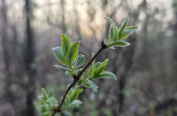 ������ � ��� 20 ������. ������� � ��� ������ � ����������: ���������� ����������, ���� �� +8 �� +13 ��������, ��������������� ��� �������