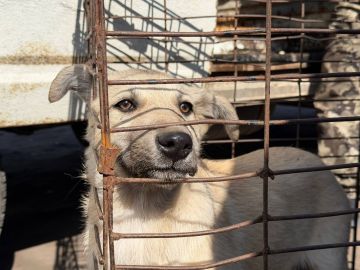 ������ �������: � ��������� �������� ���������� ������� ���� ��� ������� �������� ������������ ��������