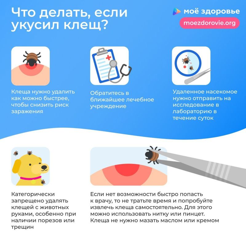 ВЕСНА, ТЕПЛО, ПРИРОДА, ПИКНИК …. КЛЕЩИ! ВЕСНА, ТЕПЛО, ПРИРОДА, ПИКНИК …. КЛЕЩИ!