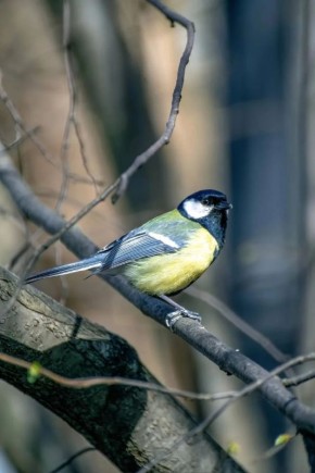 ����� � �������