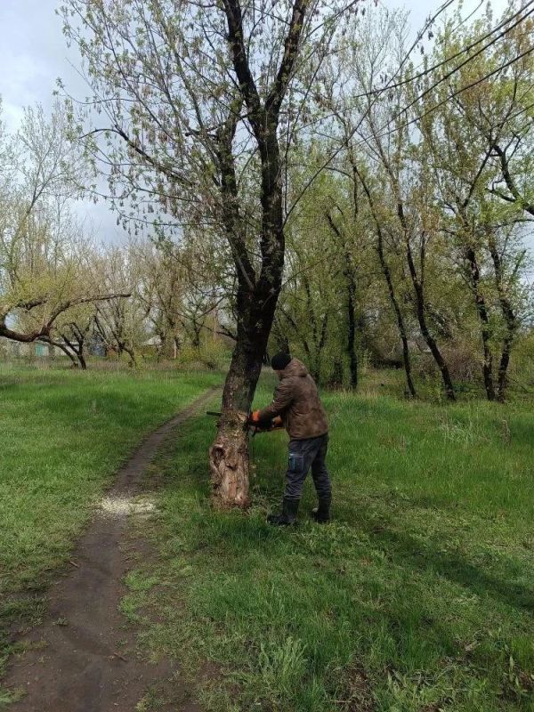 В посёлке Юрьевка рядом с ДК спилили ещё несколько аварийных деревьев В посёлке Юрьевка рядом с ДК спилили ещё несколько аварийных деревьев