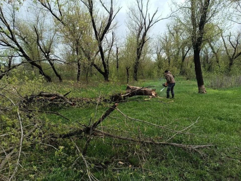 В посёлке Юрьевка рядом с ДК спилили ещё несколько аварийных деревьев В посёлке Юрьевка рядом с ДК спилили ещё несколько аварийных деревьев