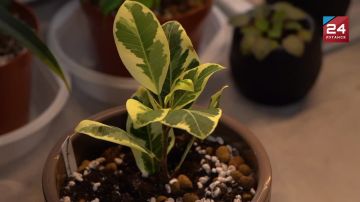 ������������: ��� ������� �������� ���������