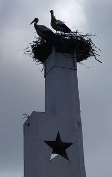 ������ ����! �������, 25 ������