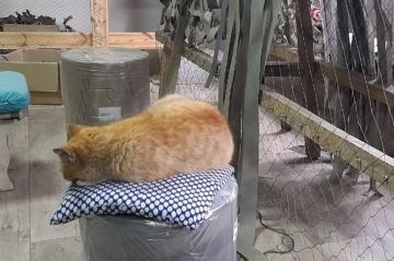 ����� ������ �������� ��������ɻ: ����������� ���� � � �������� � ����� � ������