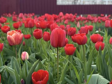 � ������ �����, ������ ����������� �������������� ������!