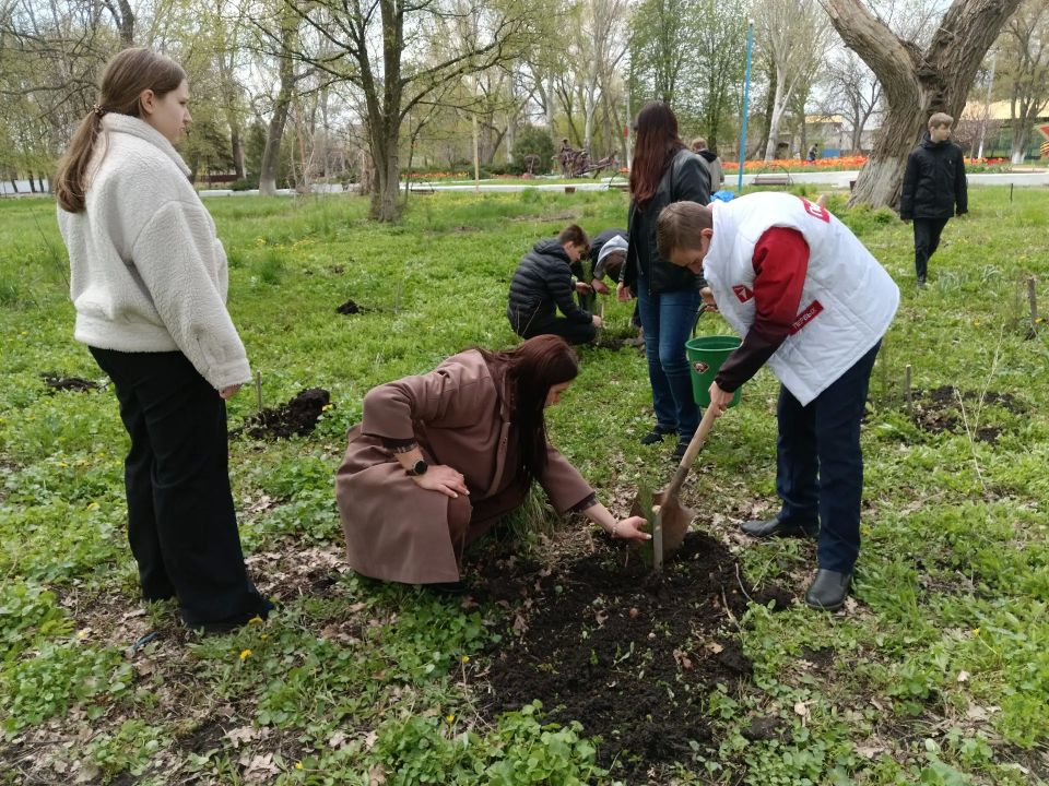 В городском округе город Ровеньки прошла высадка деревьев в рамках акции «Сад памяти» В городском округе город Ровеньки прошла высадка деревьев в рамках акции «Сад памяти»