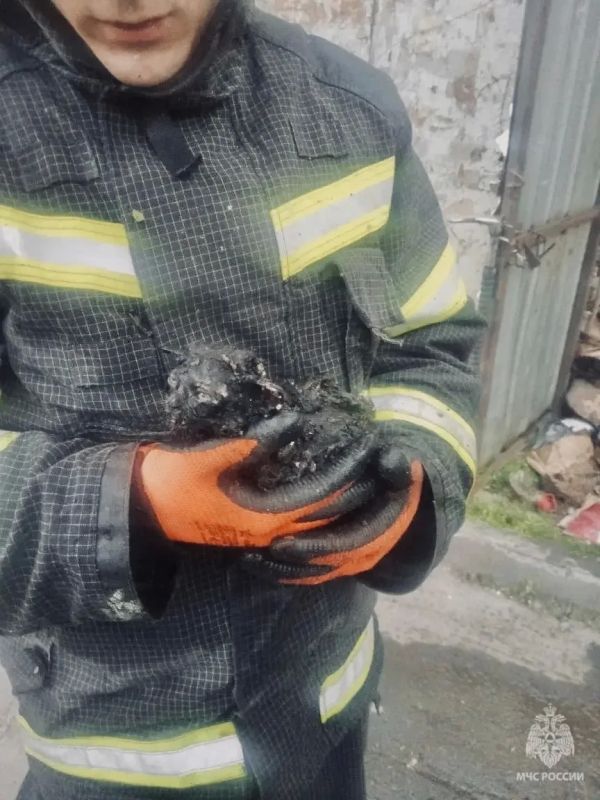 Двух котят спасли на пожаре в Луганске Двух котят спасли на пожаре в Луганске