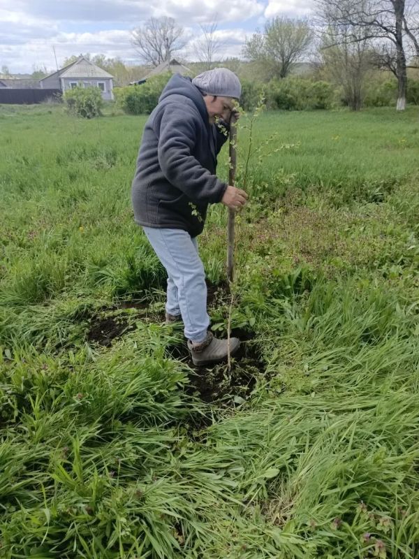 В парке Весёлой Тарасовки высадили саженцы березы В парке Весёлой Тарасовки высадили саженцы березы
