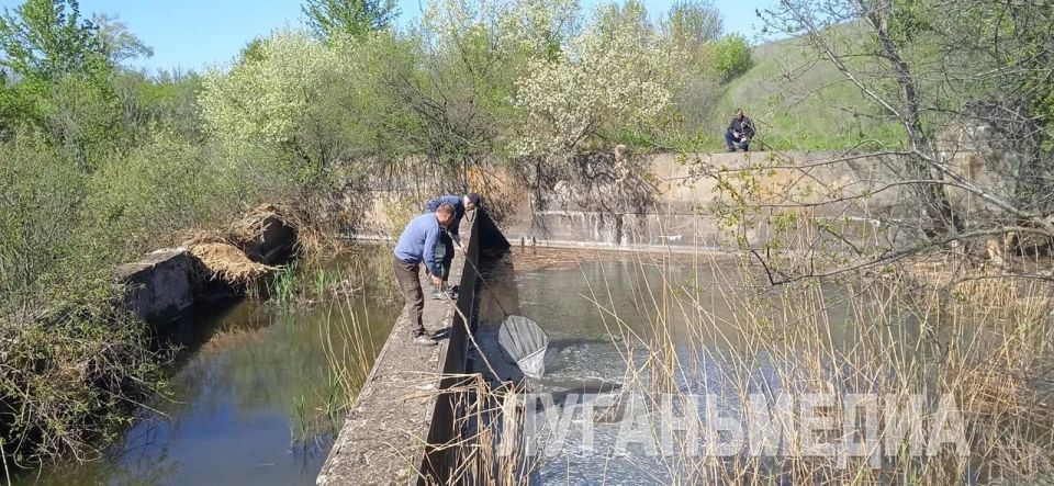 В Беловодском районе спасли бобра, застрявшего в дамбе В Беловодском районе спасли бобра, застрявшего в дамбе