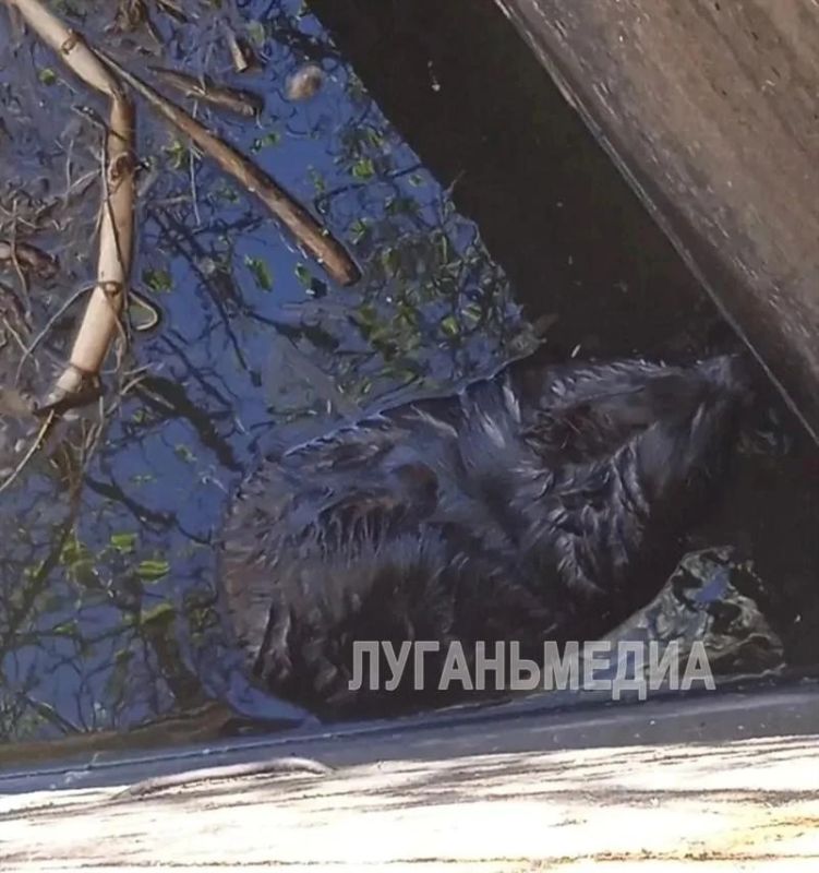 В Беловодском районе спасли бобра, застрявшего в дамбе В Беловодском районе спасли бобра, застрявшего в дамбе