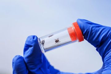 ����� � �������, ������ �����: ���� ����� ����� �� ������ � ���