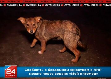 Увидели бродячую собаку? Теперь о животном без владельца можно сообщить на «Госуслугах»!