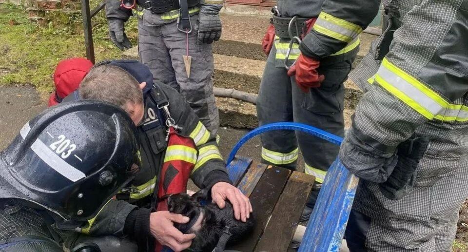 Не дали погибнуть. В Подмосковье спасатели вынесли из горящей квартиры собаку