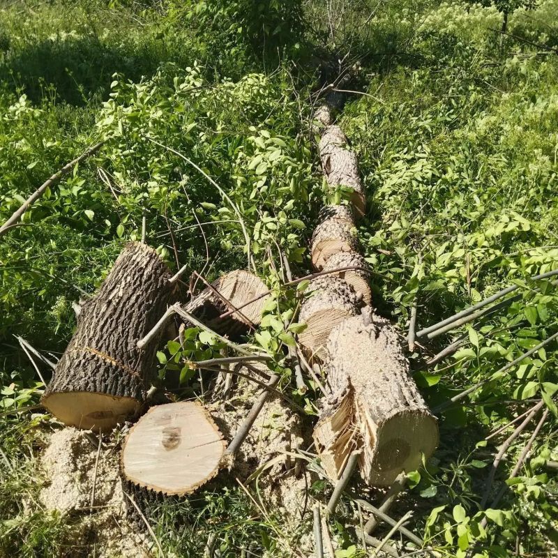 Специалисты из Удмуртии продолжили приводить в порядок сквер в Юрьевке Специалисты из Удмуртии продолжили приводить в порядок сквер в Юрьевке