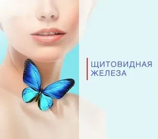 Щитовидная железа напоминает бабочку: две доли похожи на крылья, а перешеек — на тело насекомого