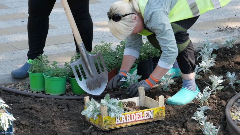 Луганский Комбинат зеленого хозяйства и благоустройства продолжает работы по озеленению города Луганский Комбинат зеленого хозяйства и благоустройства продолжает работы по озеленению города