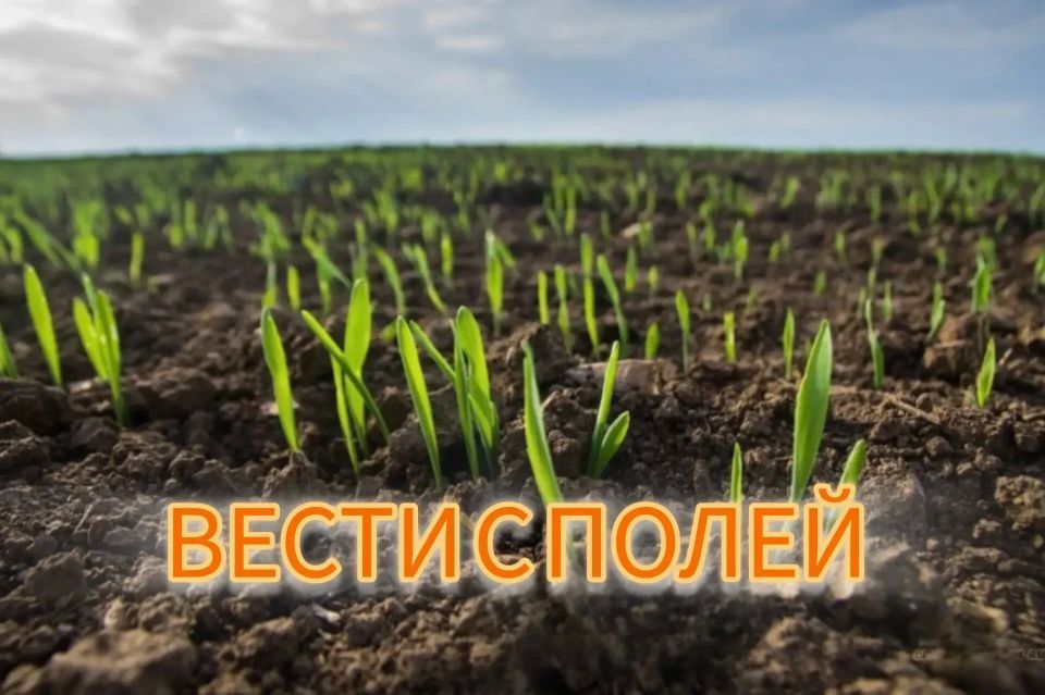 Посевная-2026 в ЛНР: главные цифры и итоги на 27 мая
