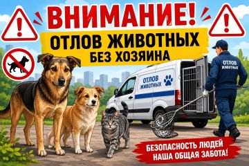 Администрация Луганска напоминает, куда и как заявить о животных без хозяина