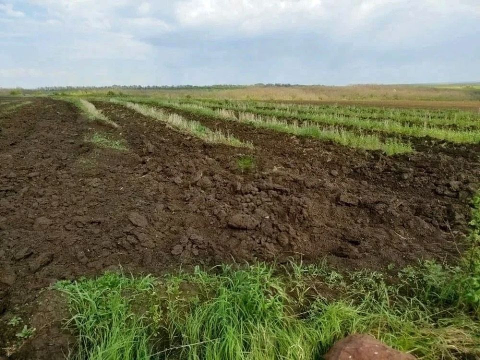 В ЛНР начали обработку молодых лесов В ЛНР начали обработку молодых лесов