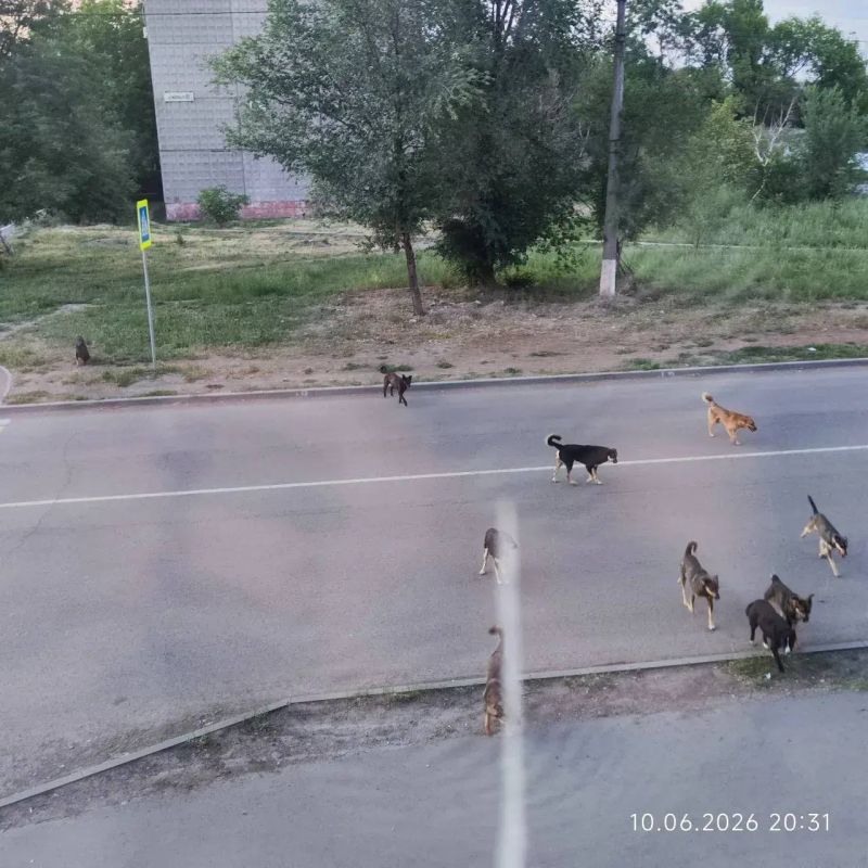 В Алчевске обосновалась стая агрессивных собак В Алчевске обосновалась стая агрессивных собак