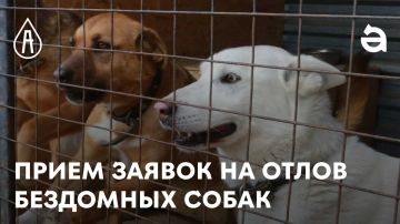 Внимание!!!. Заявки на отлов животных без владельцев принимаются в отделе агропромышленного комплекса и развития сельских территорий Администрации муниципального округа муниципальное образование Кременской муниципальный...