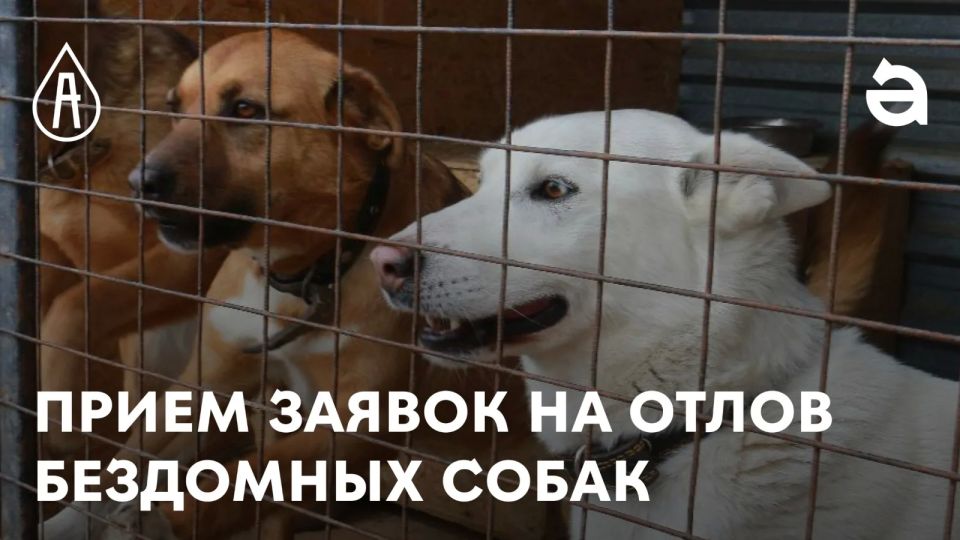 Внимание!!!. Заявки на отлов животных без владельцев принимаются в отделе агропромышленного комплекса и развития сельских территорий Администрации муниципального округа муниципальное образование Кременской муниципальный...