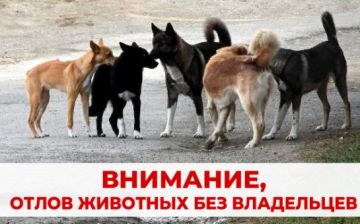 О Б Ъ Я В Л Е Н И Е. С целью реализации государственных полномочий по организации мероприятий при осуществлении деятельности по обращению с животными без владельцев