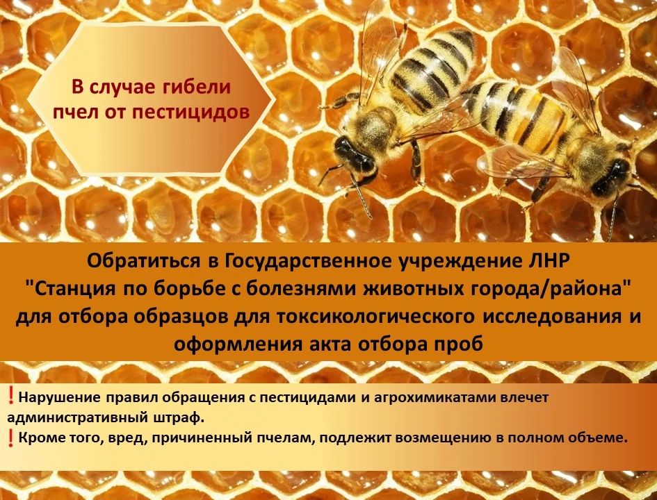 Безопасность пчёл — общая ответственность аграриев и пчеловодов! Безопасность пчёл — общая ответственность аграриев и пчеловодов!