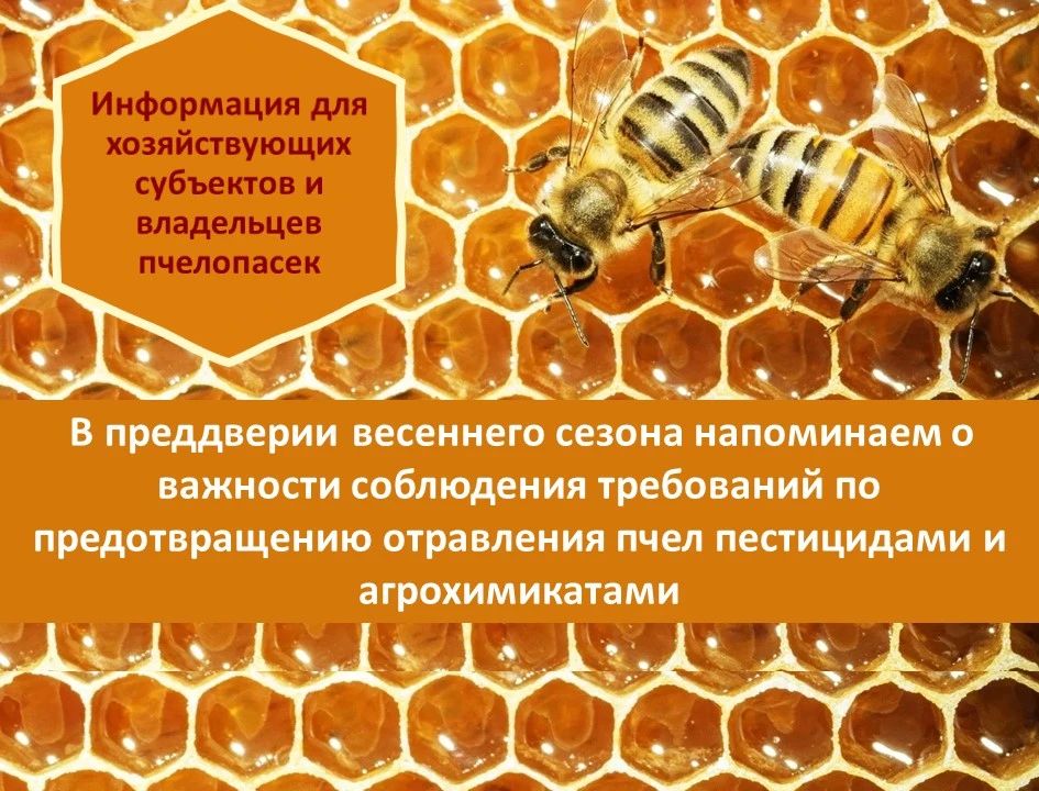 Безопасность пчёл — общая ответственность аграриев и пчеловодов!