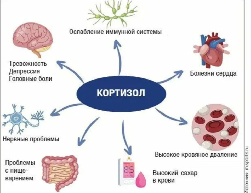 Тревожный сигнал: Постоянные уведомления повышают уровень кортизола – гормона стресса