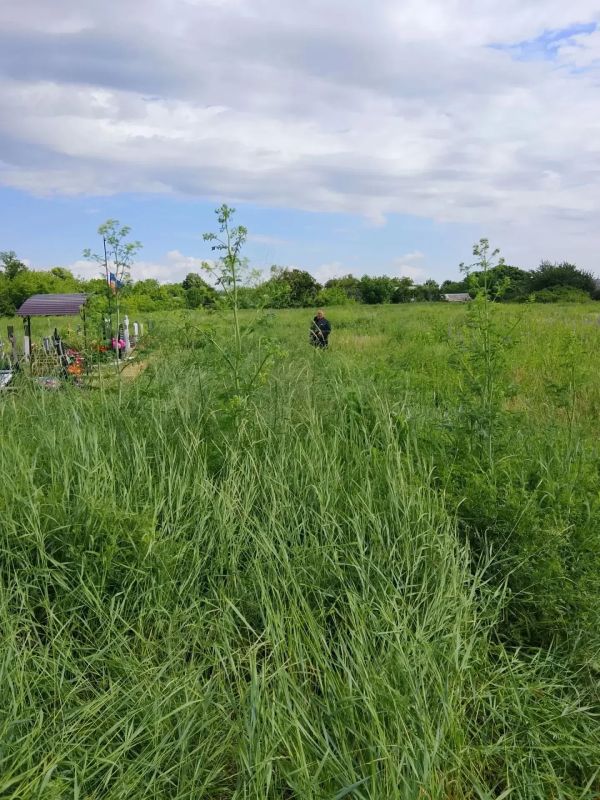 В Ровеньках продолжаются работы по покосу травы В Ровеньках продолжаются работы по покосу травы